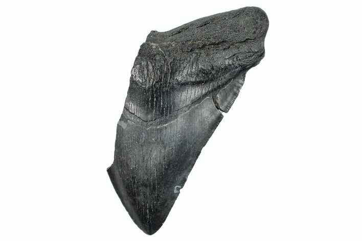 Partial Megalodon Tooth - South Carolina #272572